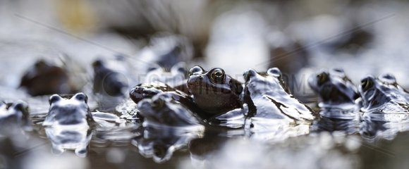 Mating of European Common Frog in a pond at spring France