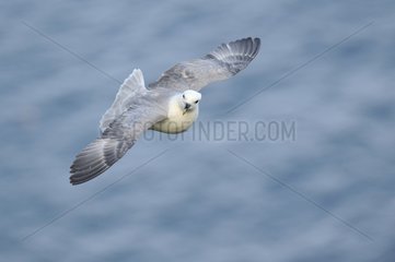 Northern Fulmar in flight Hermaness NR Scotland