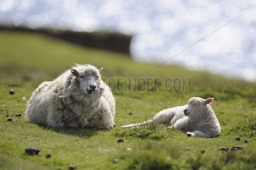 Sheep at rest on the island in the Hermaness NR Scotland