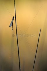 Damselfly on a stem in the morning dew France