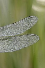 Close-Sympetrum wings of dewy summer France