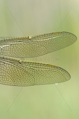 Close up of wings of Emperor Anax France