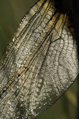 Detail of the wing of a black-tailed skimmer with dew