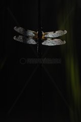 Four-spotted skimmer with transparent wings France