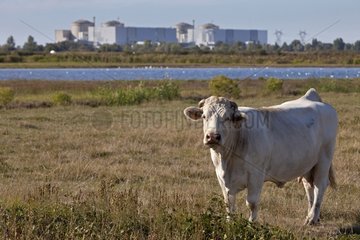 Cow before the Nuclear Blayais France