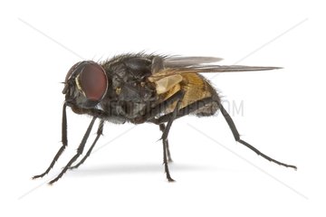 House Fly on white background