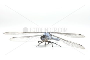 Southern Skimmer male on white background