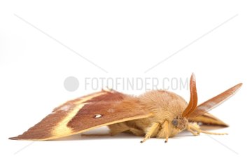 Drinker Moth on white background
