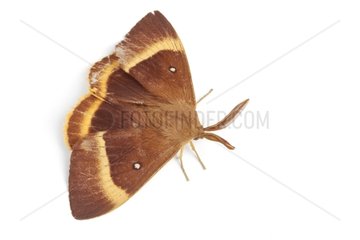 Drinker Moth on white background