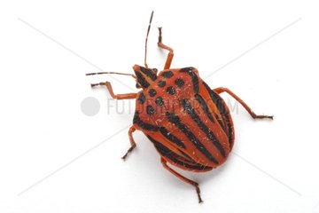 Striped shield bug on white background