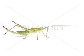 Predatory Bush Cricket on white background