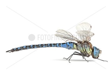 Southern Migrant Hawker on white background