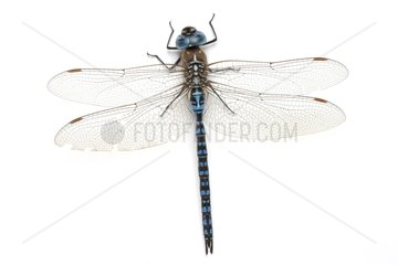 Southern Migrant Hawker on white background