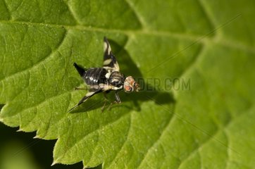 Canada thistle gall fly female on a leaf - Denmark