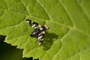 Canada thistle gall fly female on a leaf - Denmark