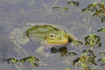 Pool frog in water - Brittany France