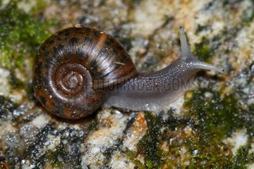 Quimper snail on rock - Brittany France