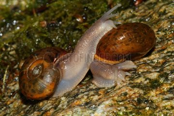 Quimper snails on rock - Brittany France