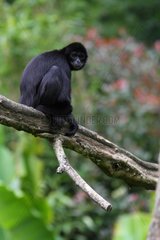 Colombian Spider Monkey on a branch