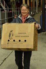 Release of penguins after rehabilitation - South Africa