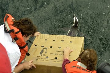 Release of penguins after rehabilitation - South Africa