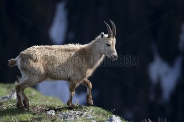 Female Alpine ibex in the Alps - Valais Switzerland