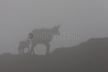 Chamois and young in the fog - Vaud Switzerland
