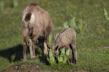 Chamois and young grazing in the Jura - Vaud Switzerland