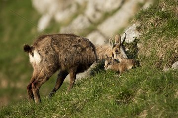 Female and newborn Chamois in grass - Vaud Switzerland