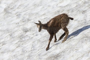 Young Chamois on a snowfield - Vaud Switzerland