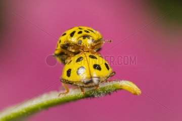 22-spot ladybirds mating - Alsace France