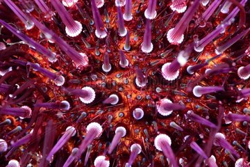 Close up of sea urchin in the Mediterranean sea