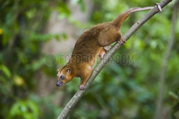 Bear cuscus tail holding branch in tree Sulawesi island