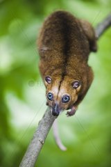 Bear cuscus climbing in tree Sulawesi island