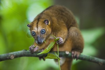 Bear cuscus feeding on leaves in tree Sulawesi island