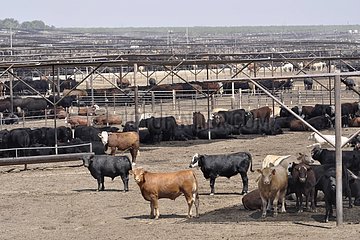 Cattle in the San Joaquin Valley California USA