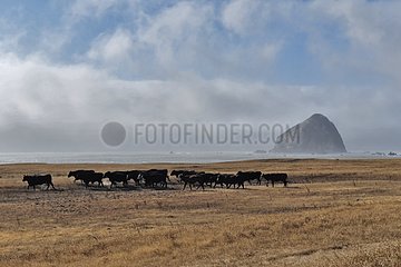 Herd of cows on the Californian coast USA