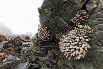 Barnacles on the rocky coast of the Pacific California USA