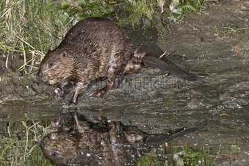 Male Eurasian Beaver putting secretion on a riverbank