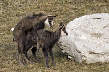 Young Northern Chamois playing Jura Mountains France