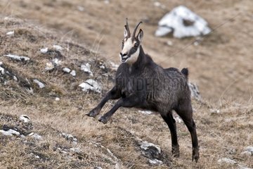 Northern Chamois during rut in Jura Mountains France