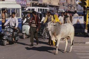 Sacred cow in urban traffic Jodhpur India