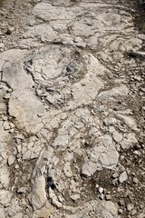 Diplodocus Footprints found in 2009 in the Jura