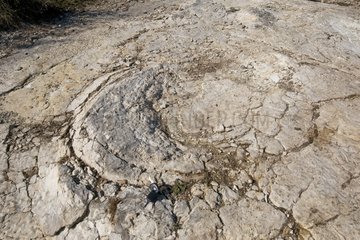 Diplodocus Footprints found in 2009 in the Jura