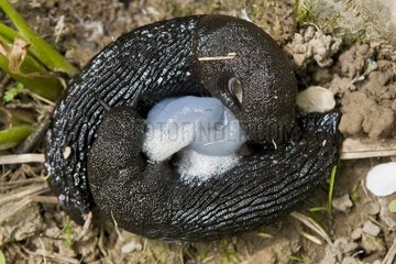 Black Slugs mating at spring