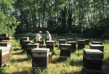 Beekeepers on apiary France