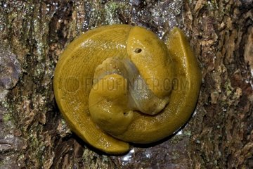 Banana Slugs mating California USA