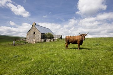 Salers cow in a park in front of a buron in the Cantal