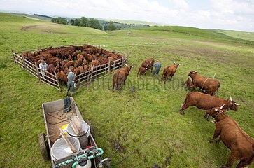 Milking a herd of cows in pasture Cantal Salers