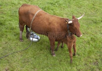 Trafficking in a cow pasture with Salers calf Cantal